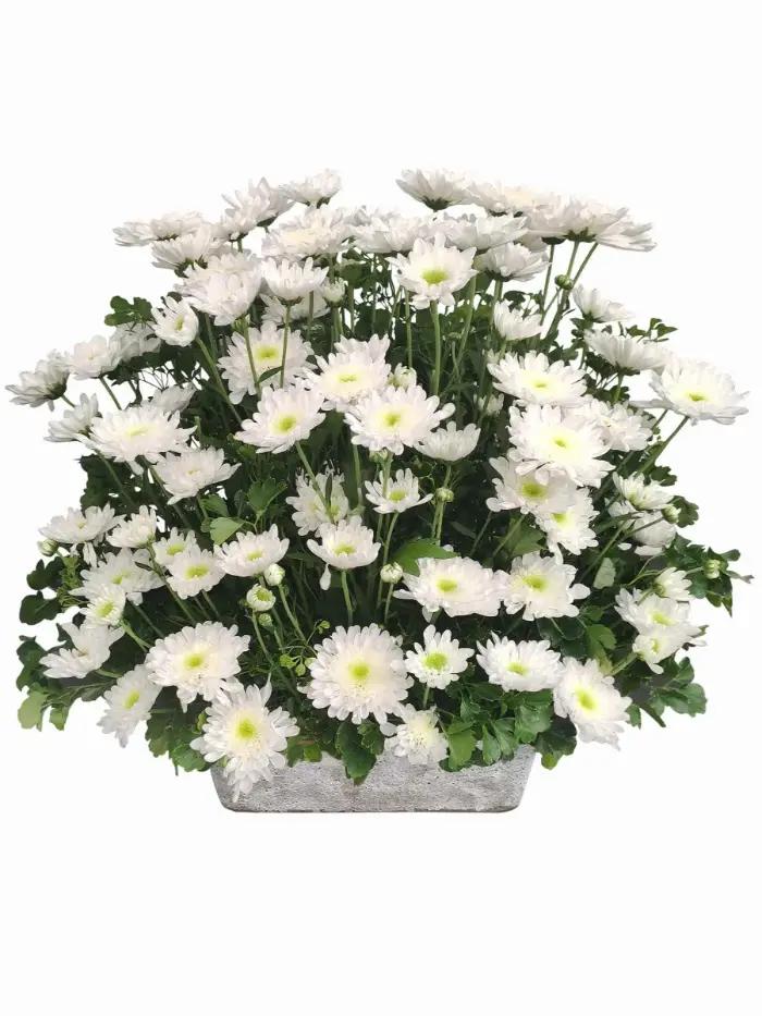 Funeral Flower Arrangements Same Day Delivery To Sison City
