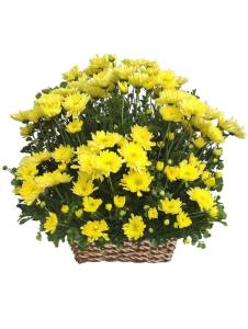 Funeral Flower Arrangements Same Day Delivery To Santa Maria City